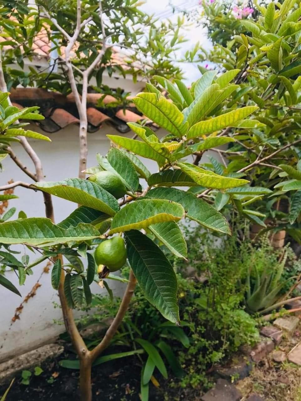 Hotel Amalu Villa de Leyva Zewnętrze zdjęcie